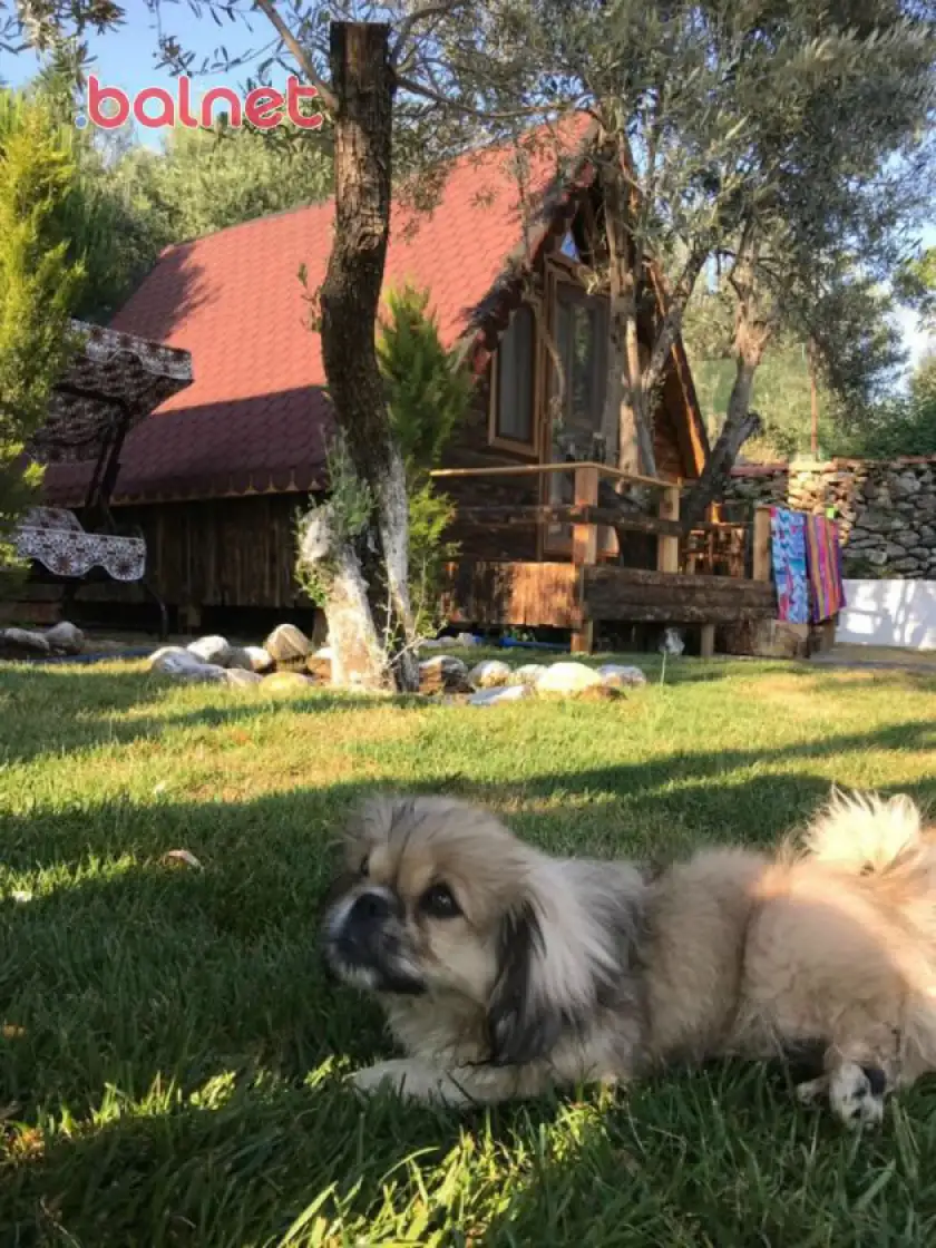 Geniş bahçeli alanlarda kurulan güzel bir bungalow otel 